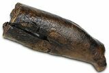 Fossil Tyrannosaur (T rex) Partial Metatarsal - Wyoming #382558-4